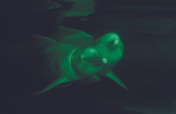 El delfín rosado en Ecuador está en peligro
