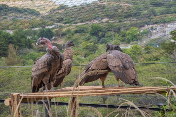 La historia de Dos, el ave que muestra a la ciencia el riesgo de extinción del cóndor en Ecuador