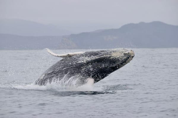 El avistamiento responsable de ballenas es un reto en Puerto López