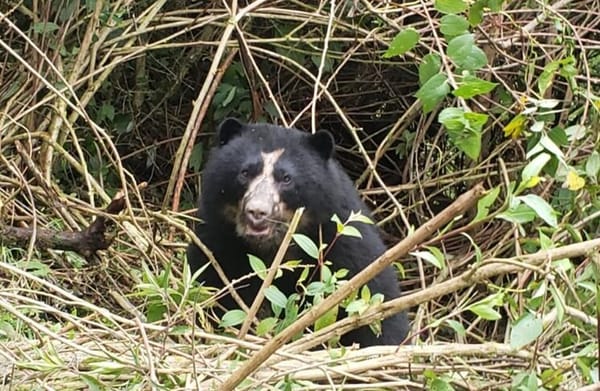 Fotografía de Edgar Martínez Andean Bear Foundation