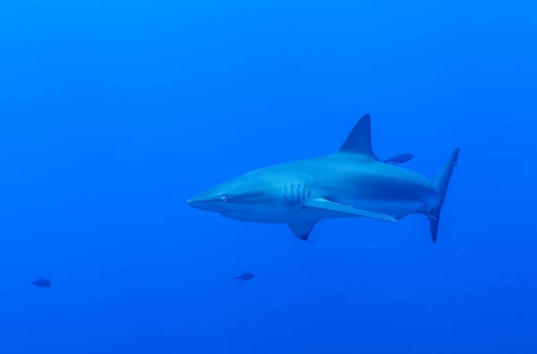 Imagen referencial de un tiburón en Galápagos. Cortesía de Alex Hearn