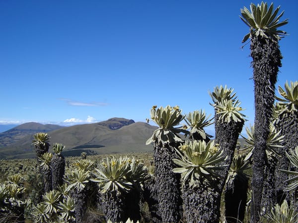Cerro Chiltazón y frailejones en la Reserva Ecològica El Angel