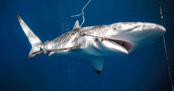 Ecuador ya no podrá exportar aletas de tiburón por recomendación de CITES