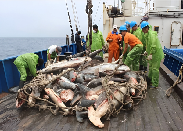 En 2017, en el barco Fu Yuan Yu Leng 999 se hallaron 7.639 tiburones. También, 537 bolsas con aletas de tiburón y 2.114 pec