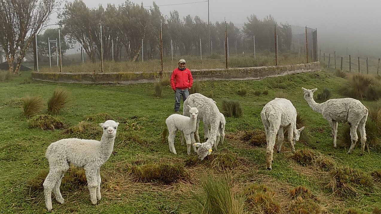 En la Comunidad Chorrera Mirador se promueve el cuidado de las alpacas.