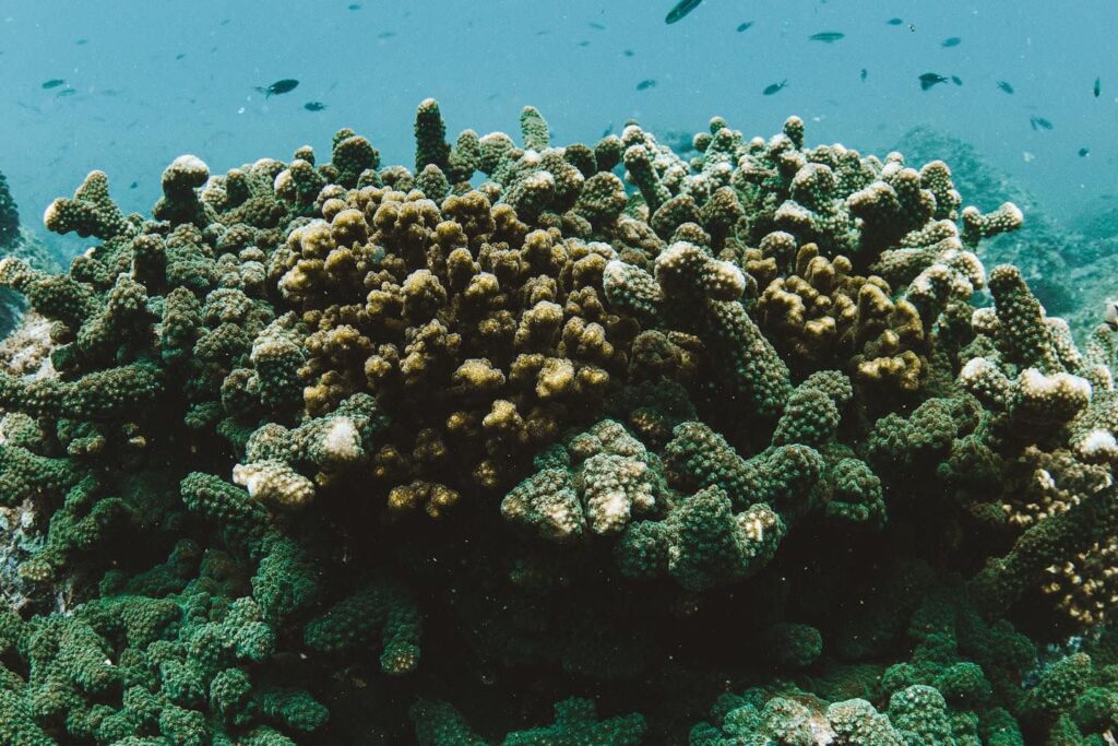 La iniciativa de Conmar busca restaurar una hectárea de coral afectado. Cortesía Conmarjpg