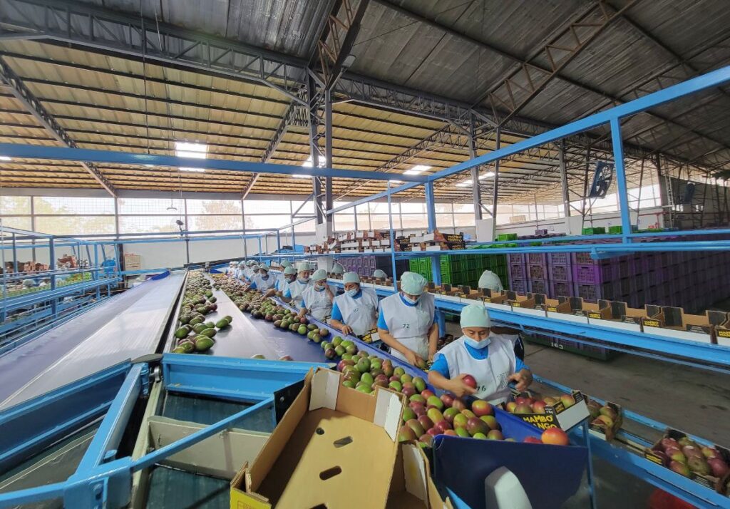 La producción de mango afronta desafíos con el cambio climático