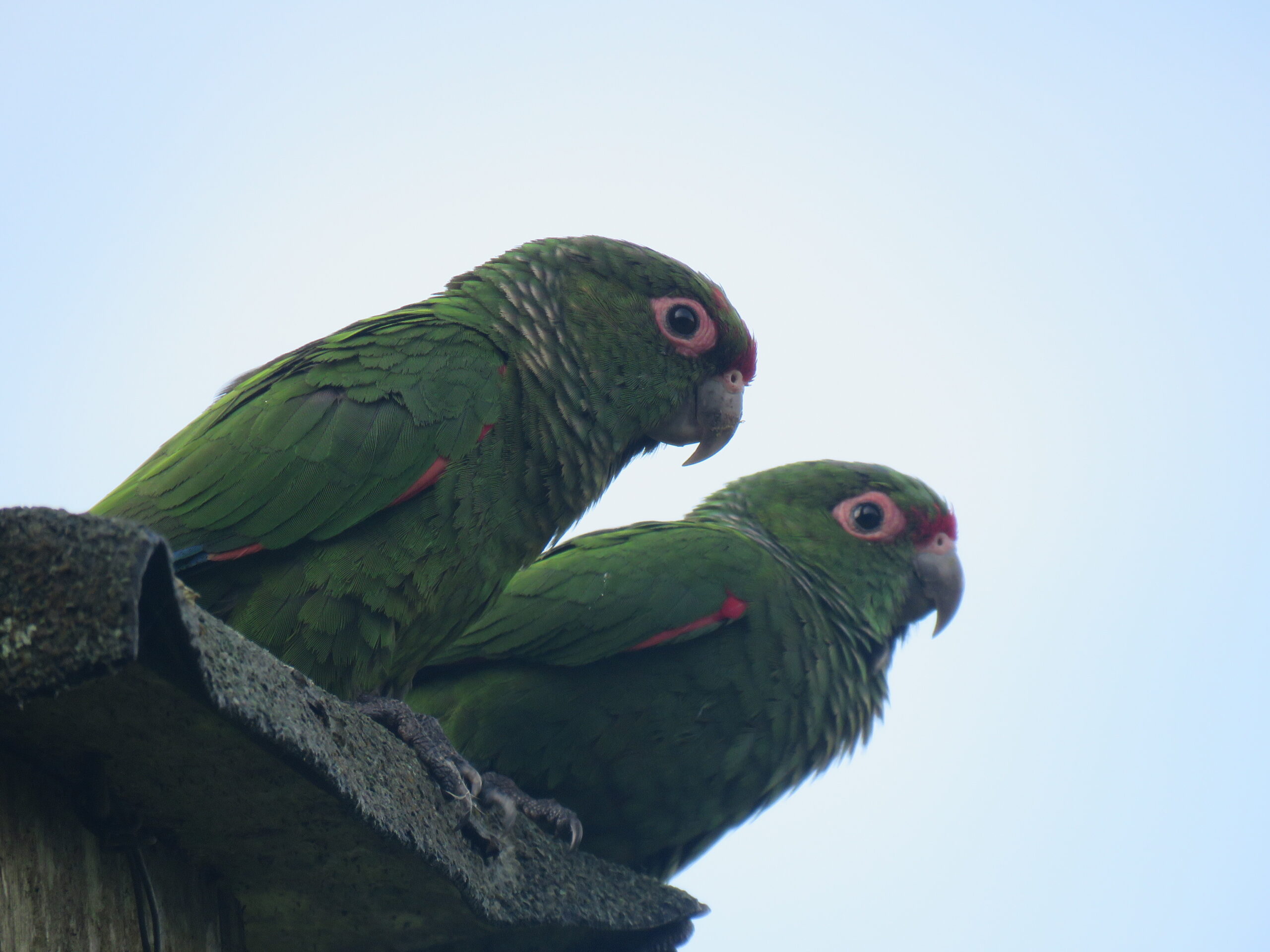 Una pareja de pericos de Orcés, en la Reserva Buenaventura. Foto: Michael Moens