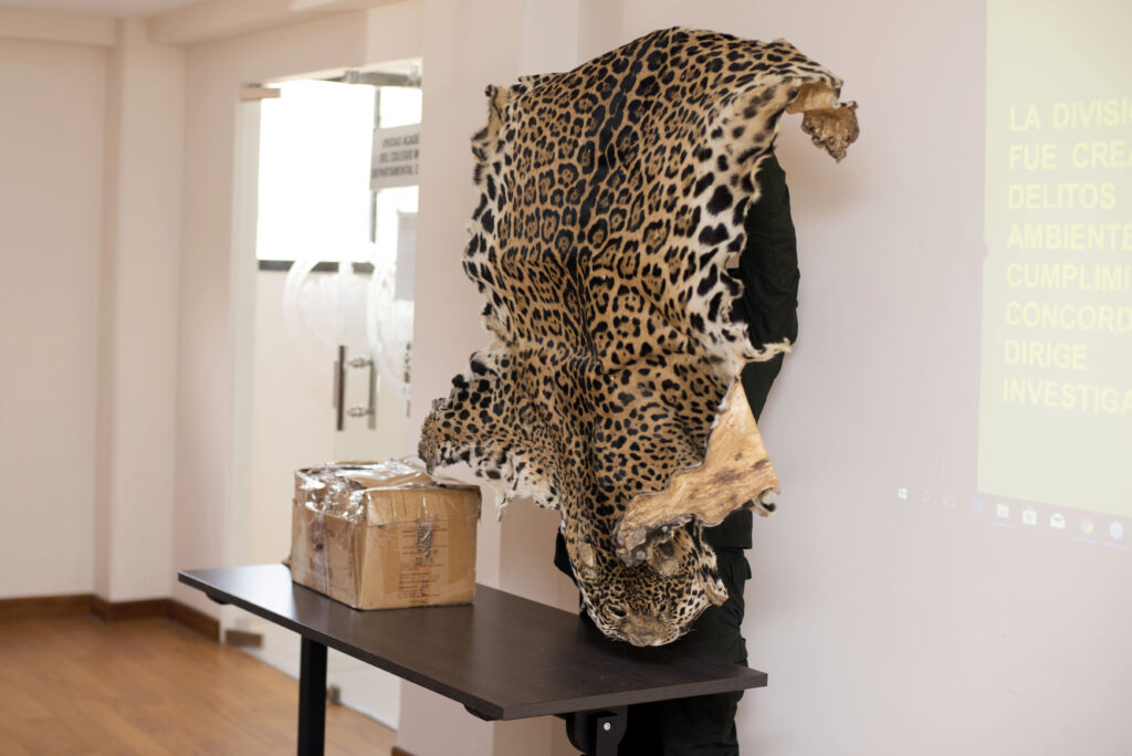 Los jaguares son cazados por su piel. Actualmente ha aumentado el tráfico de las partes de este animal en redes sociales y medios digitales. Foto: cortesía de Omar Torrico