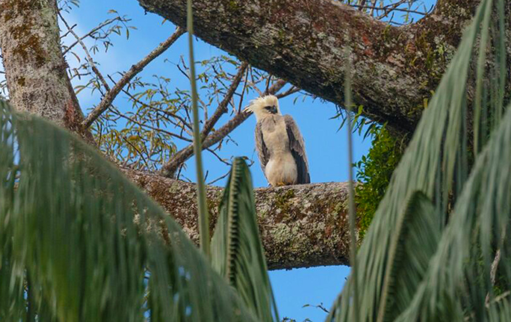 Águila harpía en la Amazonía
