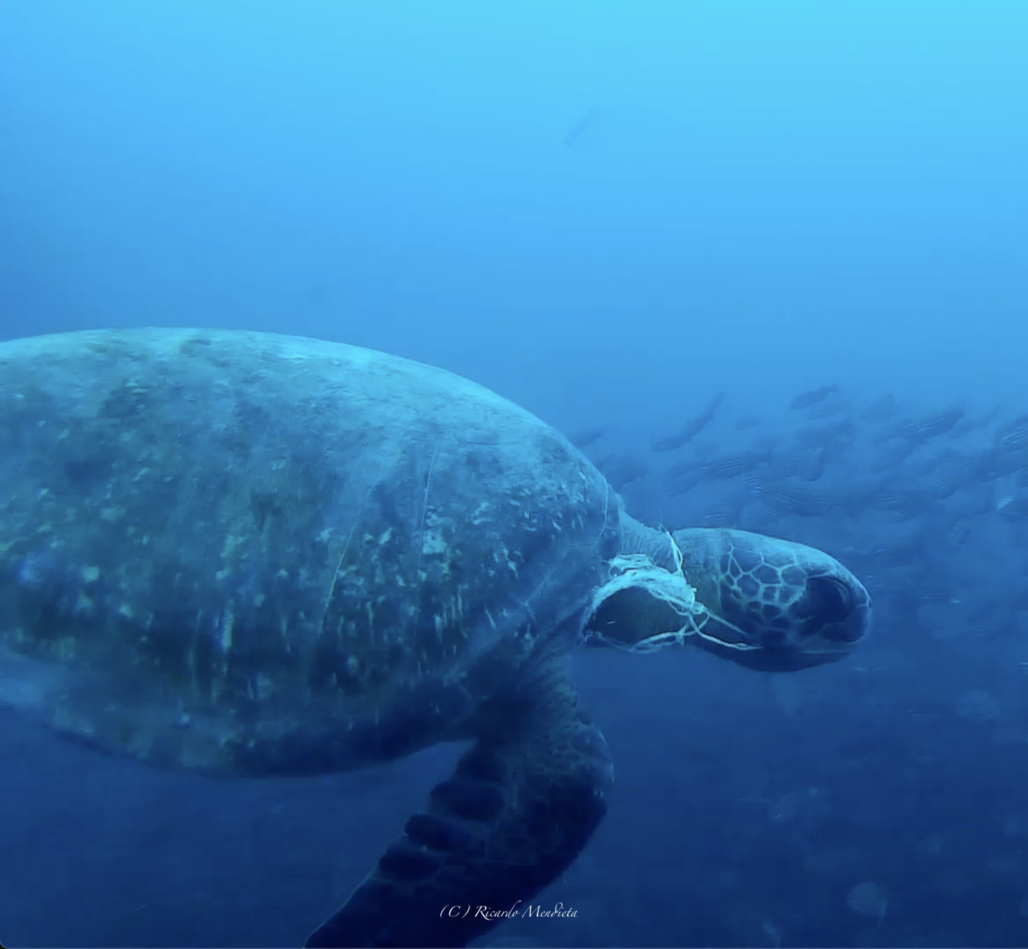 Las tortugas marinas ingieren y se enredan con bolsas plásticas. Foto: cortesía Ricardo Mendieta