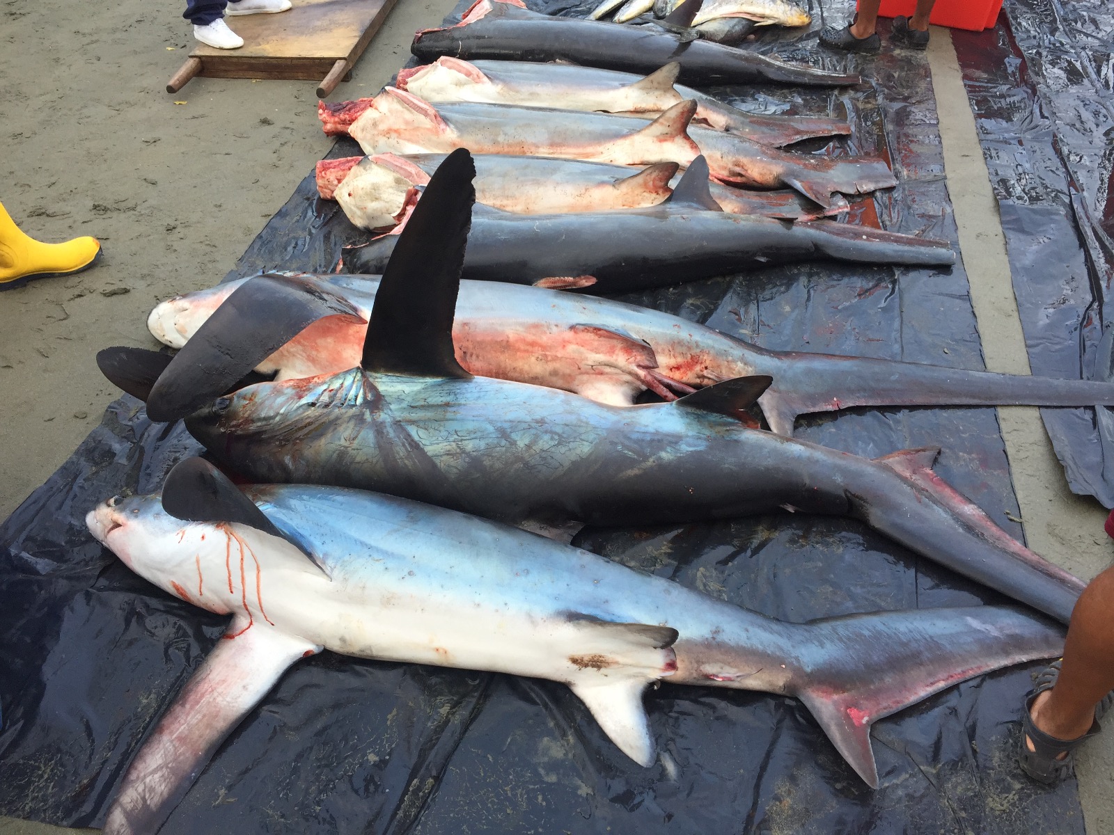 Ecuador permite la exportación de aletas provenientes de la pesca incidental de tiburones. Foto_ Cortesía