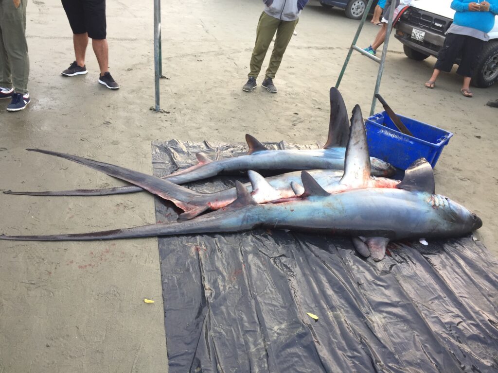 La pesca incidental de tiburones causa la muerte de 250.000 ejemplares cada año. Foto_ Cortesía
