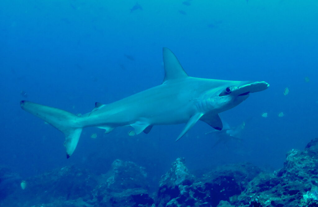 Foto: La captura del tiburón martillo está prohibida en Ecuador. Tampoco se pueden comercializar sus aletas. Foto: Cortesía Alex Hearn