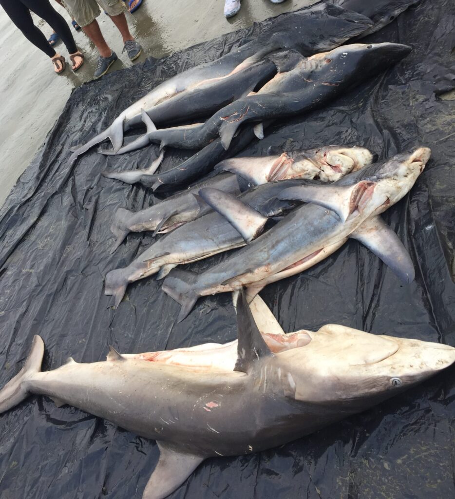 Desde este lunes 11 de marzo del 2024, Ecuador ya no podrá exportar aletas de tiburón. Foto: Cortesía