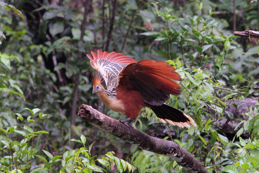 Las elevadas temperaturas afectan la fauna en la Amazonía