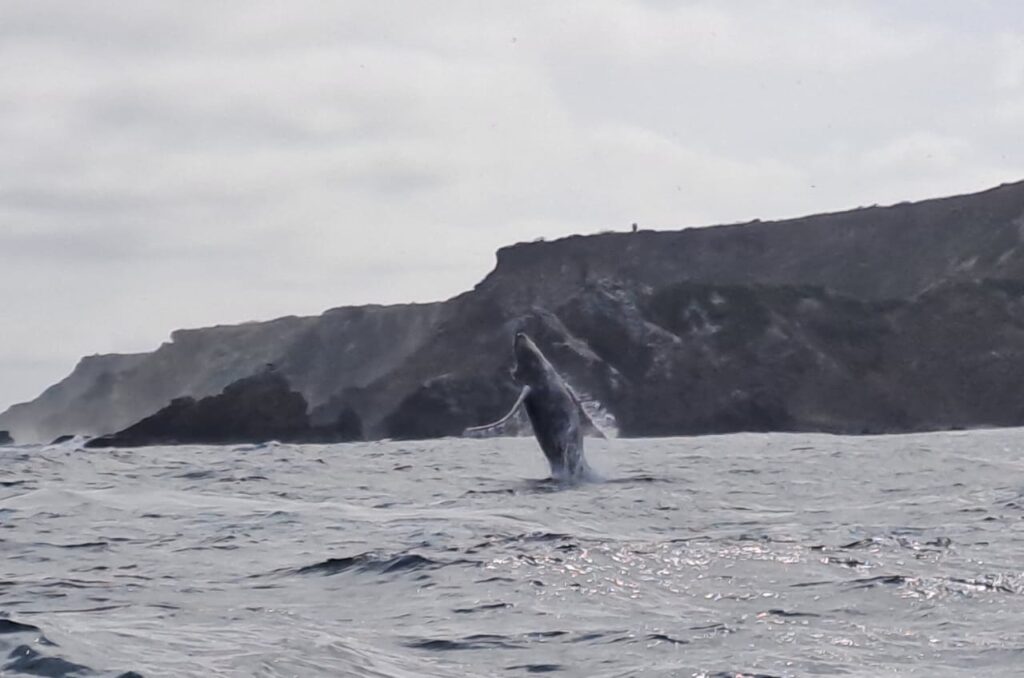 Avistamiento de ballenas en Puerto López, Manabí