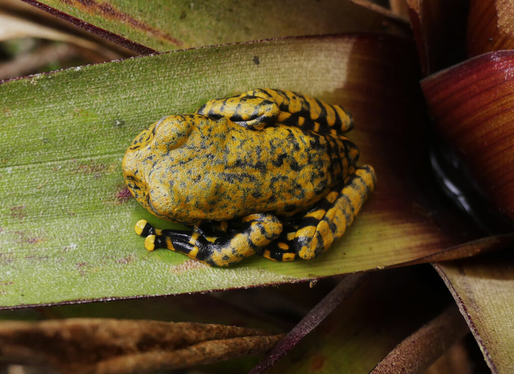 Una nueva especie de rana que asombra por su coloración particular fue descubierta en Tungurahua