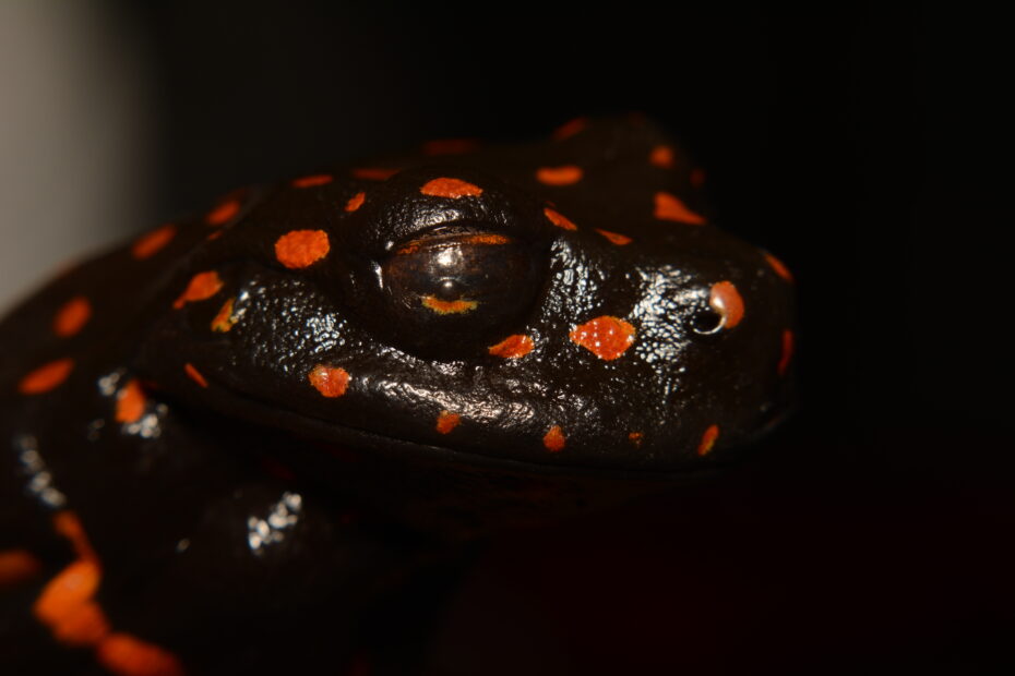 Una nueva especie de rana que asombra por su coloración particular fue descubierta en Tungurahua