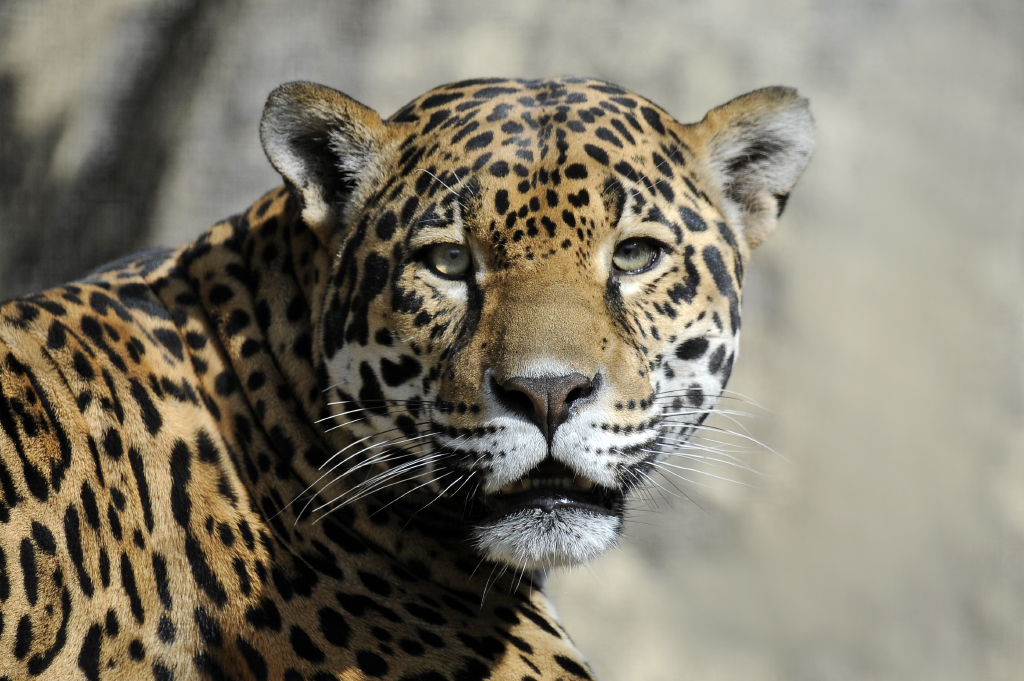 El jaguar es el felino más grande de Ecuador. La población más considerable se encuentra en la Amazonía. Foto: cortesía de Julie Larsen Maher
