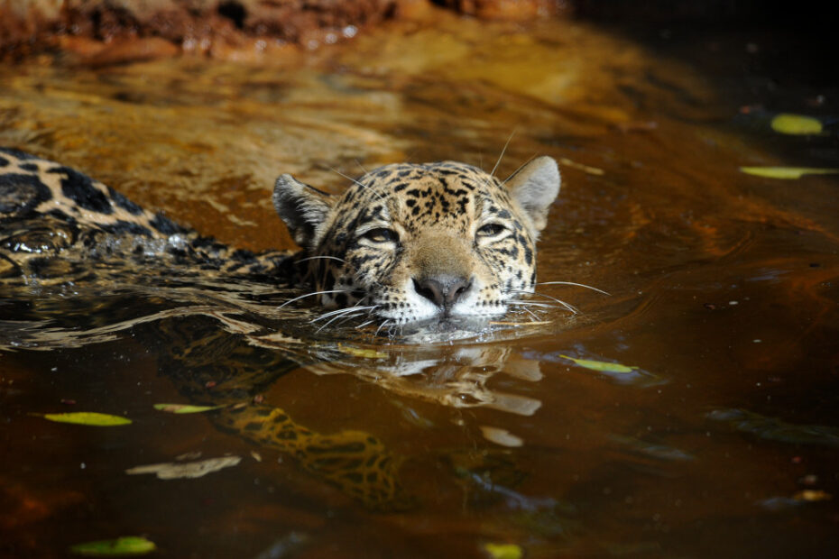 Los jaguares habitan desde Estados Unidos hasta Argentina. Foto_ Cortesía Julie Larsen Maher / WCS