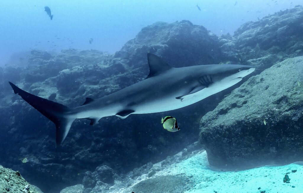 Galapagos shark 2