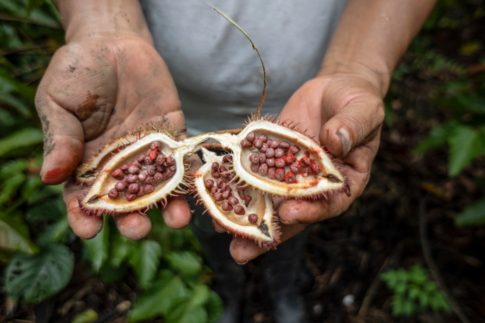 En la comuna Canelos, ubicada en Pastaza, 100 familias kichwas cultivan achiote para combatir la deforestación. Foto_ Cortesía Samuel Jaramillo PH